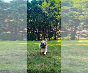 Leo - Male French Bulldog Dog for Adoption - Photo #4