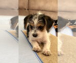 Small #3 Parson Russell Terrier Mix