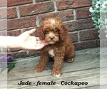 Small #1 Cock-A-Poo
