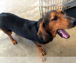 Bagle Hound Dogs for adoption in Deepwater, NJ, USA