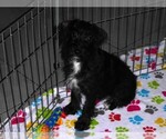 Small #3 Schnoodle (Miniature)