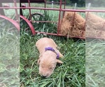 Small #9 Golden Retriever
