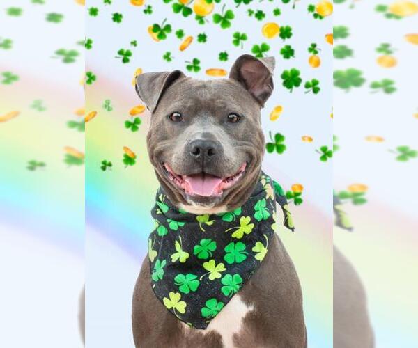 Medium Photo #2 American Pit Bull Terrier Puppy For Sale in Derwood, MD, USA