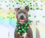 Small #1 American Pit Bull Terrier