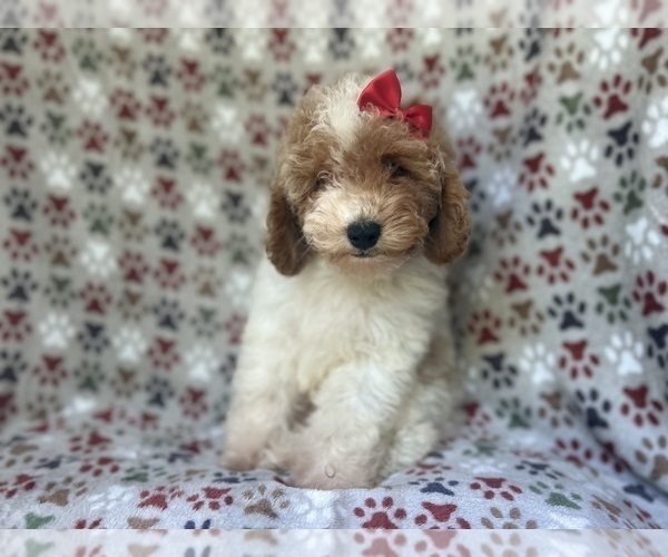 Medium Photo #8 Cock-A-Poo Puppy For Sale in LAKELAND, FL, USA