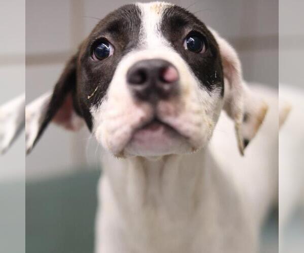 Medium Photo #1 American Staffordshire Terrier-Unknown Mix Puppy For Sale in San Antonio, TX, USA