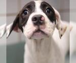 Small American Staffordshire Terrier Mix