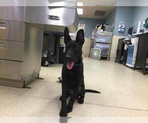 Mutt Dogs for adoption in Riverside, CA, USA