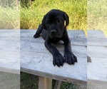 Small #1 Cane Corso