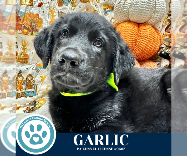 Medium Photo #4 German Shepherd Dog-Unknown Mix Puppy For Sale in Kimberton, PA, USA