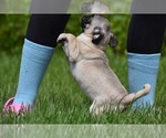 Small Photo #3 Pug Puppy For Sale in PALM COAST, FL, USA