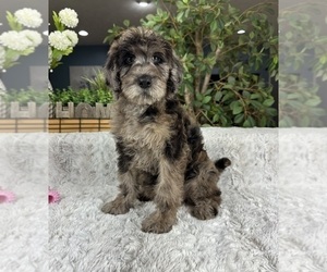 Labradoodle Puppy for sale in GREENFIELD, IN, USA