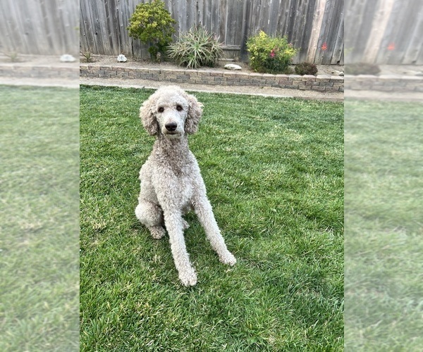 Medium Photo #1 Poodle (Standard) Puppy For Sale in GARDNERVILLE, NV, USA