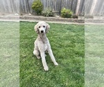 Small Photo #1 Poodle (Standard) Puppy For Sale in GARDNERVILLE, NV, USA