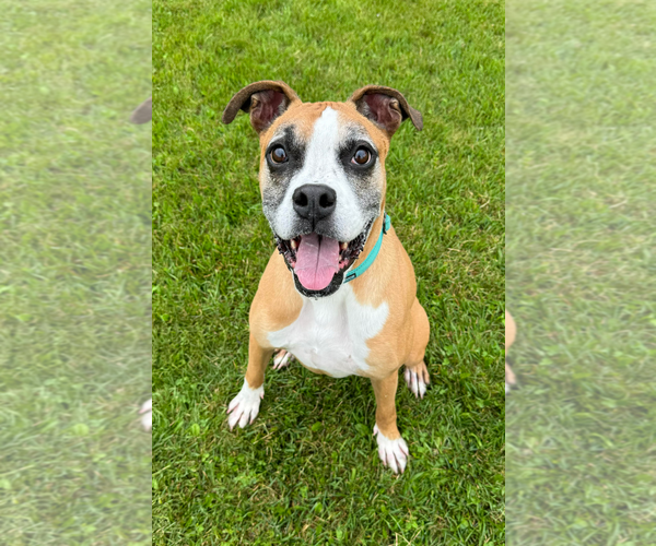 Medium Photo #3 Boxer Puppy For Sale in Burnsville, MN, USA