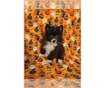 Small Photo #5 Pomeranian Puppy For Sale in CLARKSVILLE, TN, USA
