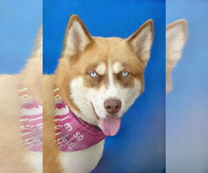 Siberian Husky Dogs for adoption in Pasadena, CA, USA