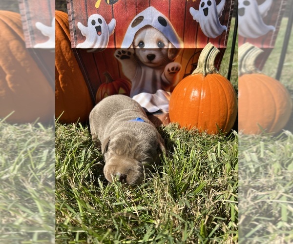 Medium Photo #16 Labrador Retriever Puppy For Sale in NEOLA, WV, USA