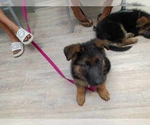German Shepherd Dog Puppy for sale in HAMPSTEAD, NC, USA