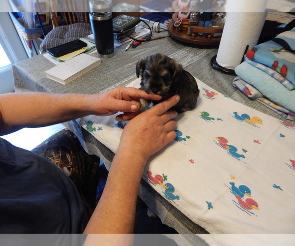 Medium Photo #6 Schnauzer (Miniature) Puppy For Sale in ROCKINGHAM, NC, USA