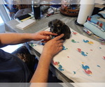 Small Photo #6 Schnauzer (Miniature) Puppy For Sale in ROCKINGHAM, NC, USA