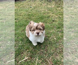 Havanese Puppy for sale in ADA, MI, USA