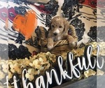 Small Photo #7 Goldendoodle Puppy For Sale in QUITMAN, AR, USA