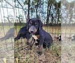 Small #7 Catahoula Leopard Dog