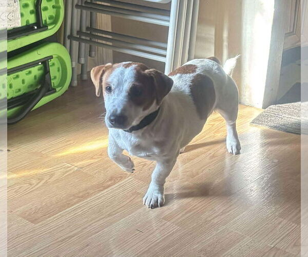 Medium Photo #8 Jack Russell Terrier-Unknown Mix Puppy For Sale in Westwood, NJ, USA