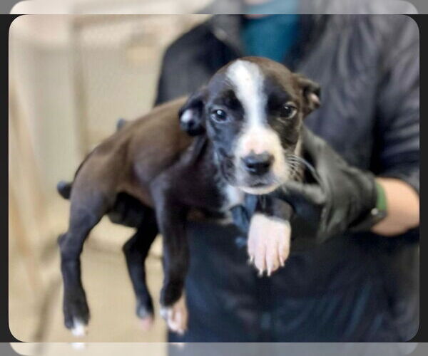 Medium Photo #4 American Pit Bull Terrier-Labrador Retriever Mix Puppy For Sale in Brewster, NY, USA