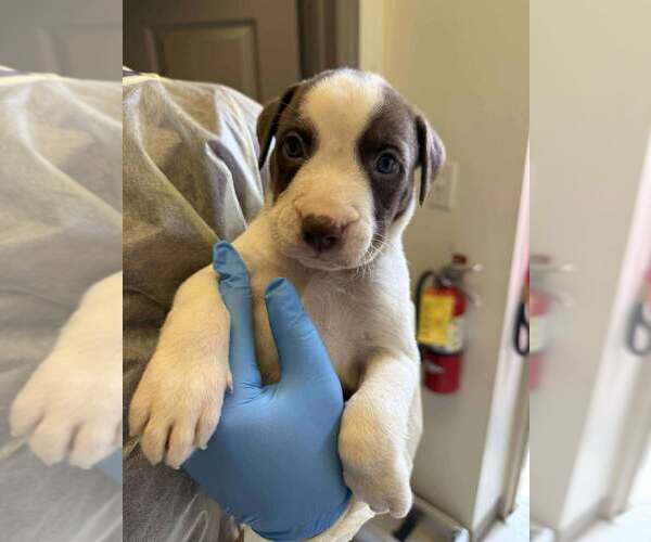 Medium Photo #1 American Pit Bull Terrier-Unknown Mix Puppy For Sale in New York, NY, USA