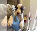 Small American Pit Bull Terrier Mix