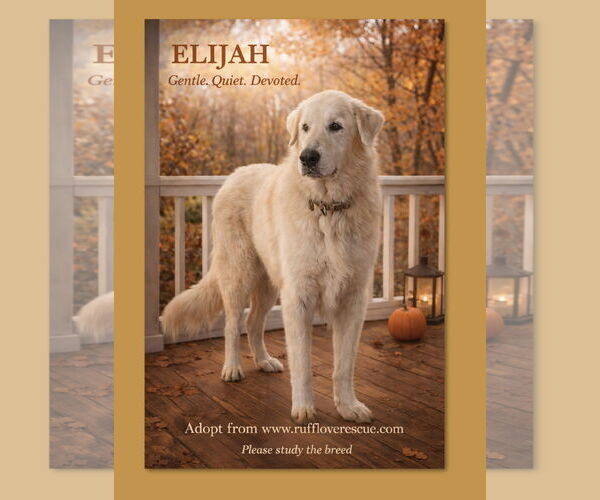 Medium Photo #2 Great Pyrenees-Unknown Mix Puppy For Sale in Thomasville, NC, USA