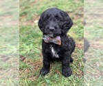 Puppy Benedict Goldendoodle