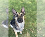 Small #3 German Shepherd Dog Mix