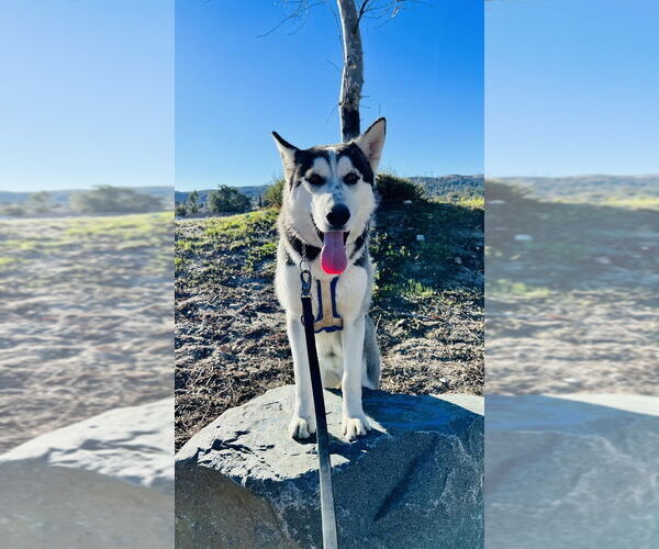 Medium Photo #4 Siberian Husky Puppy For Sale in Van Nuys, CA, USA