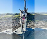 Small #3 Siberian Husky