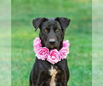Small Photo #8 Labrador Retriever-Retriever  Mix Puppy For Sale in Unionville, PA, USA