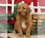 Small Photo #10 Golden Irish Puppy For Sale in JONES, MI, USA