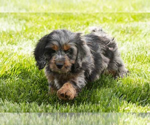 Medium Photo #1 Cocker Spaniel-Poodle (Miniature) Mix Puppy For Sale in MILLERSBURG, IN, USA