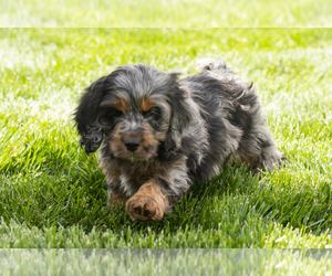 Cocker Spaniel-Poodle (Miniature) Mix Puppy for sale in MILLERSBURG, IN, USA