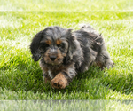 Small Cocker Spaniel-Poodle (Miniature) Mix