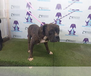 Mastiff Dogs for adoption in Orlando, FL, USA