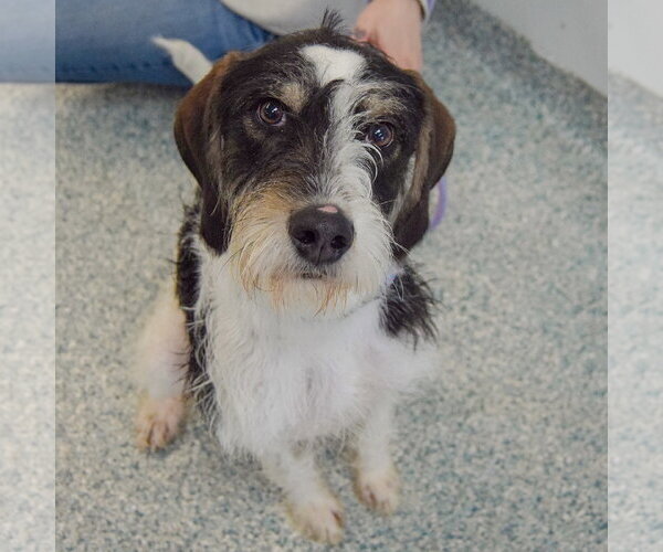 Medium Photo #3 German Shorthaired Pointer-Unknown Mix Puppy For Sale in Huntley, IL, USA