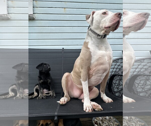 Medium Photo #2 American Pit Bull Terrier-Unknown Mix Puppy For Sale in Germantown, OH, USA