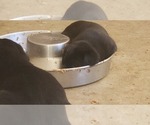 Small Photo #20 Labrador Retriever Puppy For Sale in WOODLAND, WA, USA