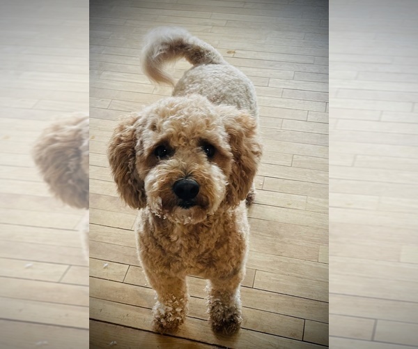 Medium Photo #1 Goldendoodle (Miniature) Puppy For Sale in ELBERT, CO, USA