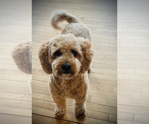 Mother of the Goldendoodle (Miniature) puppies born on 06/01/2026
