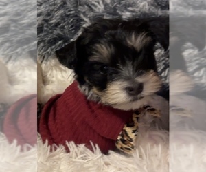 Yorkshire Terrier Puppy for sale in N CHARLESTON, SC, USA