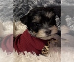Small Photo #1 Yorkshire Terrier Puppy For Sale in N CHARLESTON, SC, USA